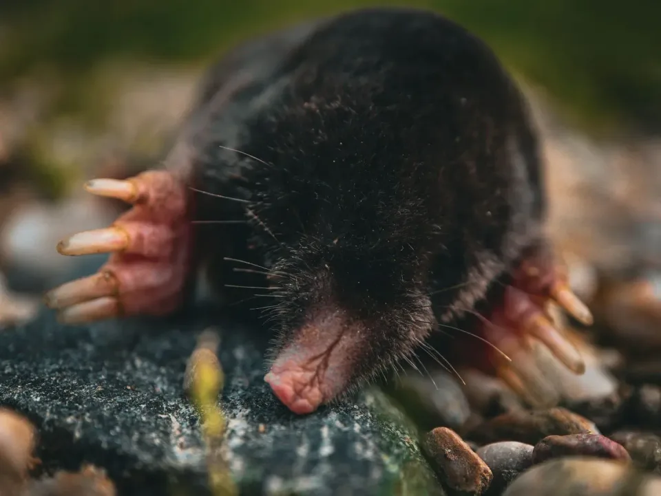 European Mole — Pest Control