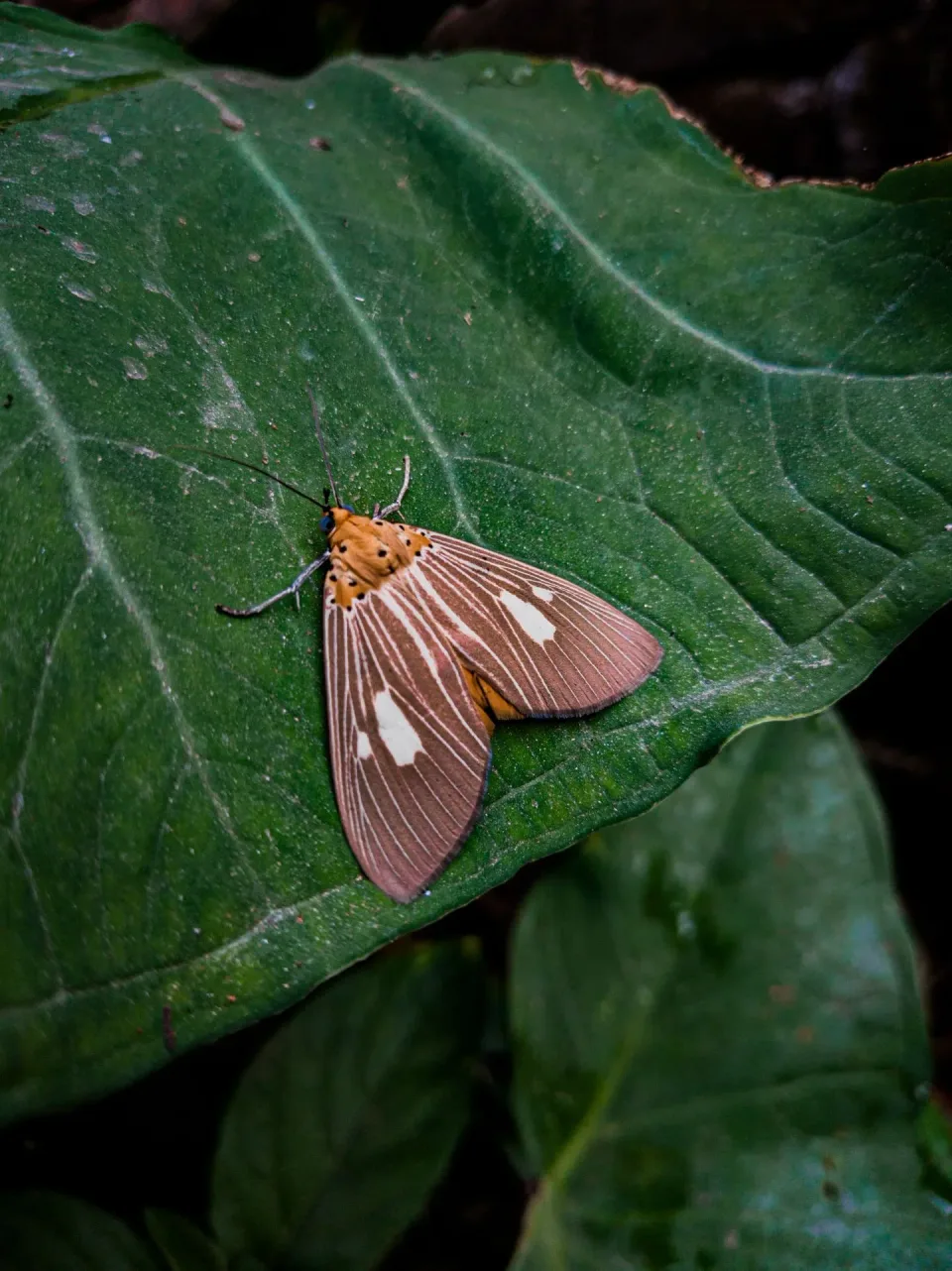Moth — Pest Control