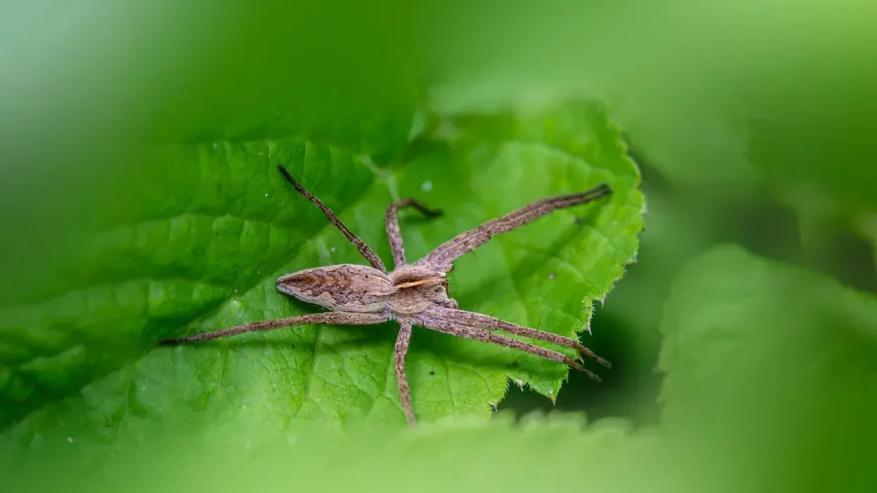 Spider — Pest Control
