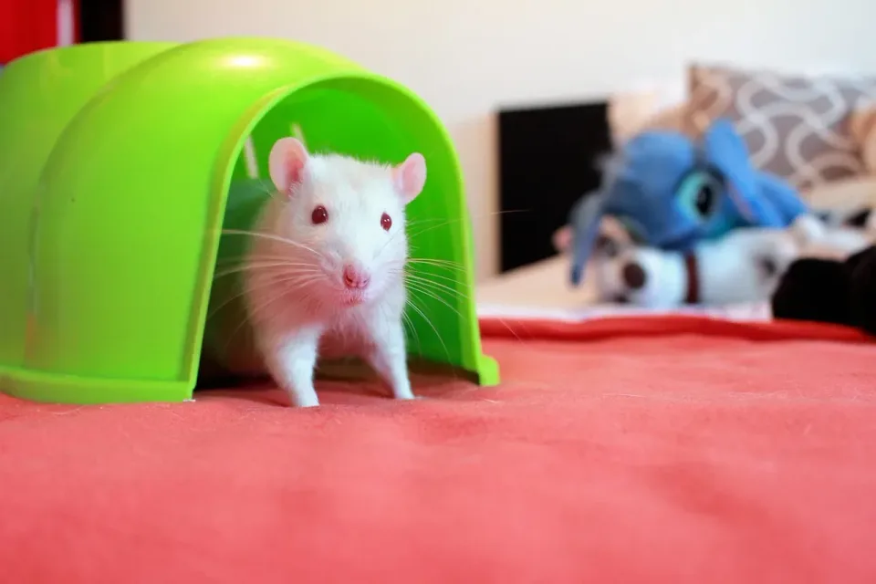 White Rat — Pest Control